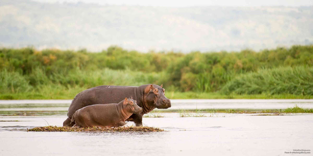 hippopotamus