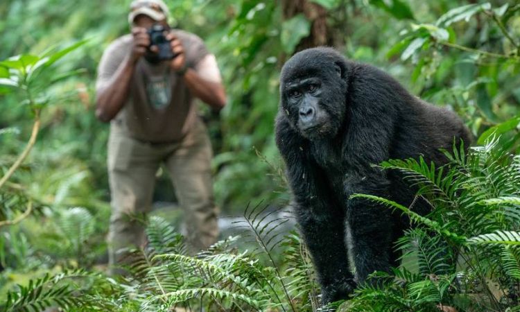 Gorilla Trekking in Uganda and Rwanda