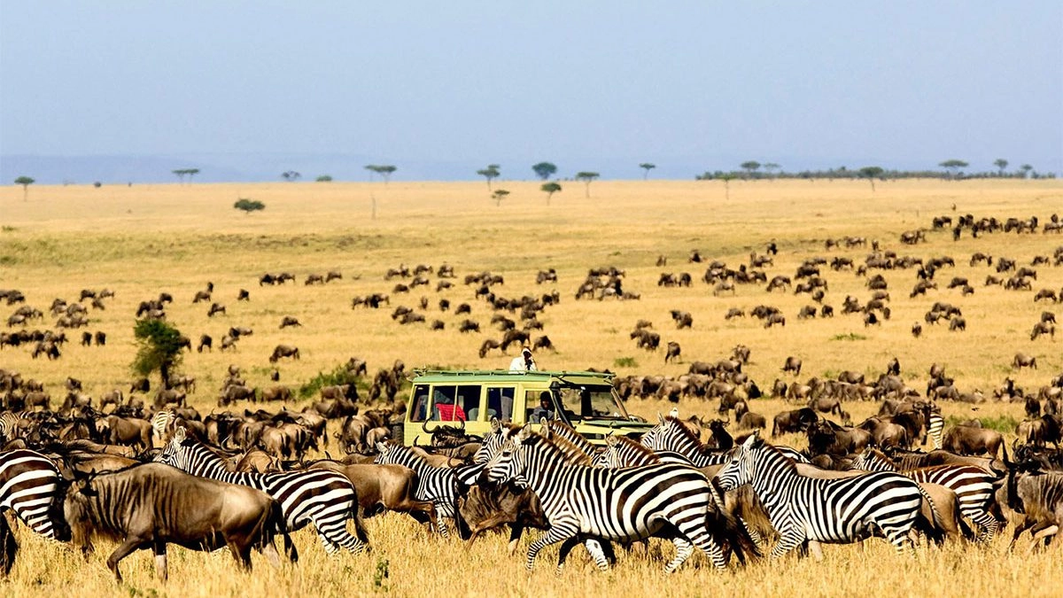 serengeti national park migration