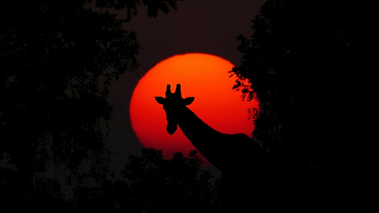 giraffe-in-sunset-wonders-of-wildlife-african-safari