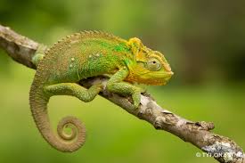 Chameleons